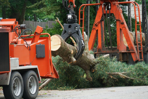 Best Tree Removal  in Industry, PA